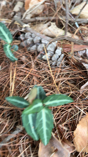 striped wintergreen