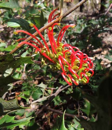 Image of Grevillea steiglitziana by (c) Cathy Powers, some rights reserved (CC BY)