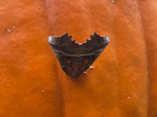 Herald Moth