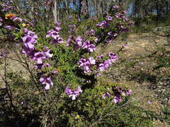 Prostanthera decussata