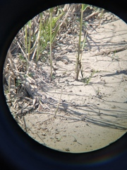 Cordulia aenea amurensis