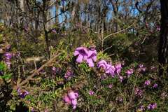 Prostanthera decussata