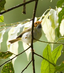 Abroscopus albogularis