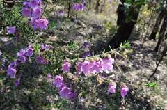 Prostanthera decussata