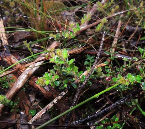 Image of Tetratheca labillardierei by (c) Cathy Powers, some rights reserved (CC BY)
