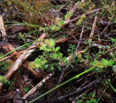 Tetratheca labillardierei