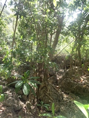 Ficus prolixa