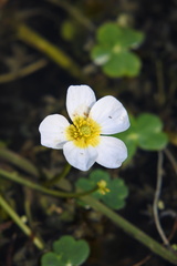 Ranunculus peltatus
