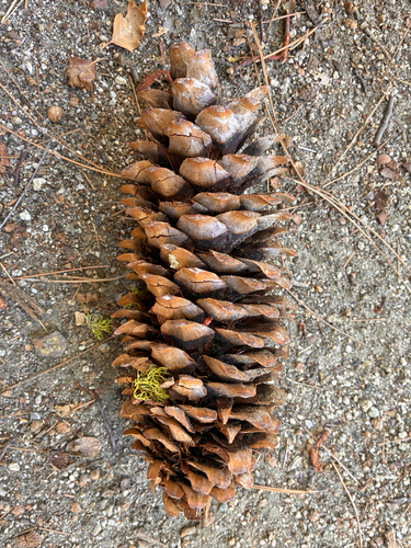 iNaturalist observation photo of sugar pine