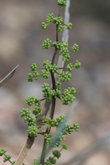 Lomandra decomposita