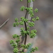 Lomandra decomposita - Photo (c) Arthur Chapman，保留部份權利CC BY-NC-SA