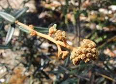 Astrotricha ledifolia