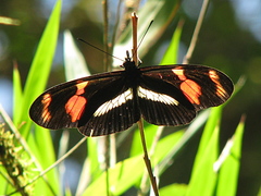 Heliconius telesiphe