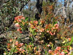 Dodonaea viscosa cuneata
