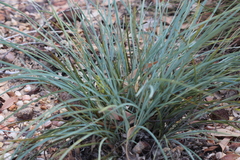 Lomandra decomposita