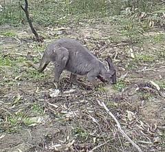 Osphranter robustus robustus