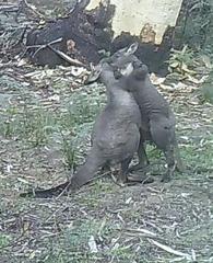 Osphranter robustus robustus