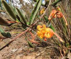 Grevillea chrysophaea