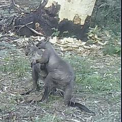 Osphranter robustus robustus