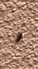 Armadillidium nasatum