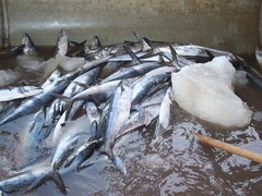 Scomberomorus concolor