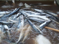 Scomberomorus concolor