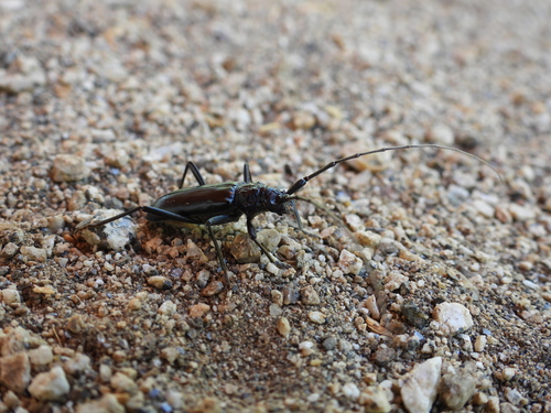 Stenaspis solitaria