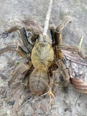 Cyriopagopus schmidti