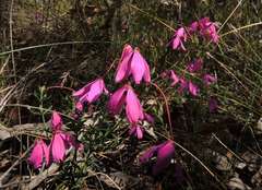 Tetratheca bauerifolia