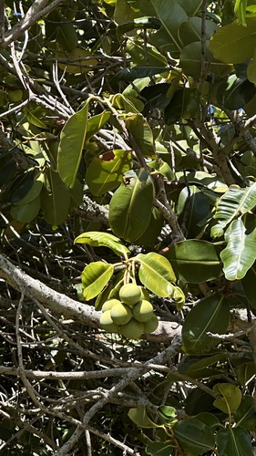 Calophyllum inophyllum observed 2026-09-28
