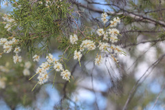 Melaleuca tamariscina