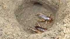 Tarbinskiellus portentosus