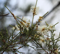 Melaleuca tamariscina