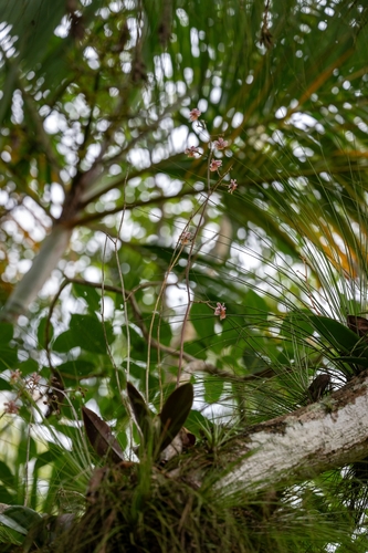 Trichocentrum cosymbephorum, photograph 6
