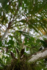 Trichocentrum cosymbephorum, photograph José Javier Barrios Flores, CC BY, iNaturalist via GBIF