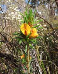Pultenaea daltonii