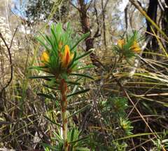 Pultenaea daltonii