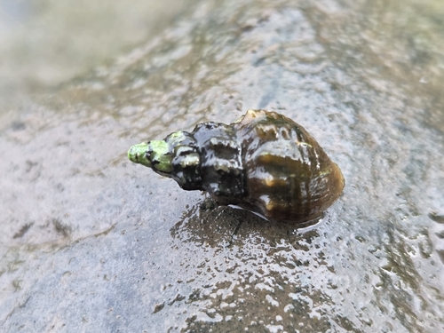 Plotiopsis balonnensis observed 2026-09-29