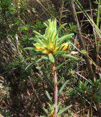 Pultenaea daltonii