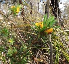 Pultenaea daltonii