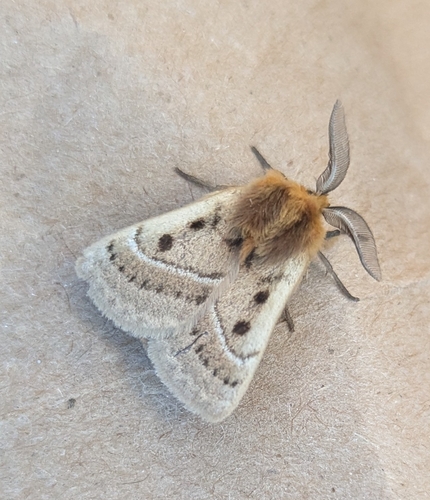 Eyespot Anthelid Moth