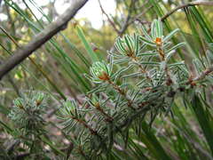 Pultenaea daltonii
