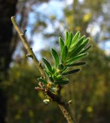 Pultenaea daltonii