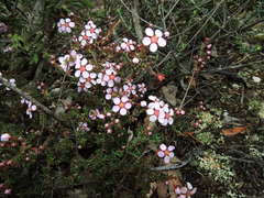 Euryomyrtus ramosissima ramosissima