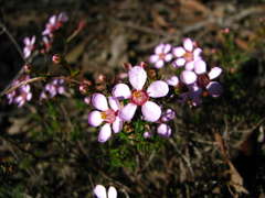Euryomyrtus ramosissima ramosissima