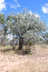 Eucalyptus shirleyi