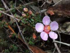 Euryomyrtus ramosissima ramosissima