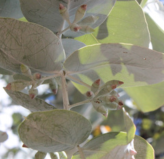 Eucalyptus shirleyi