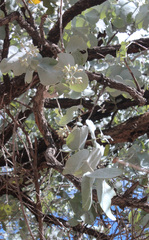 Eucalyptus shirleyi