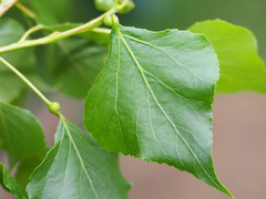 Pemphigus spyrothecae